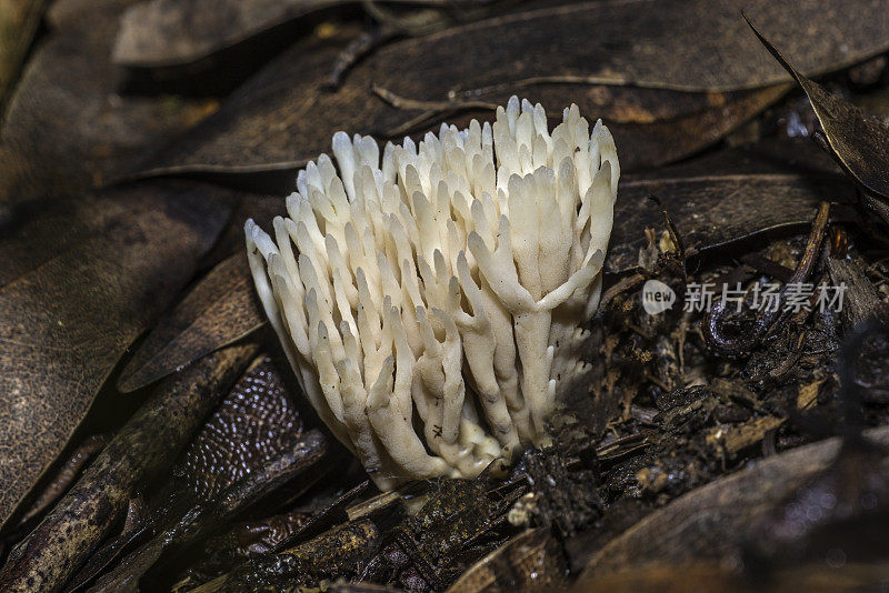 Tremellodendropsis tuberosa，俗称灰珊瑚，是tremellodendropsida科珊瑚真菌的一种。阿姆斯特朗红木国家自然保护区是加利福尼亚州的一个国家公园